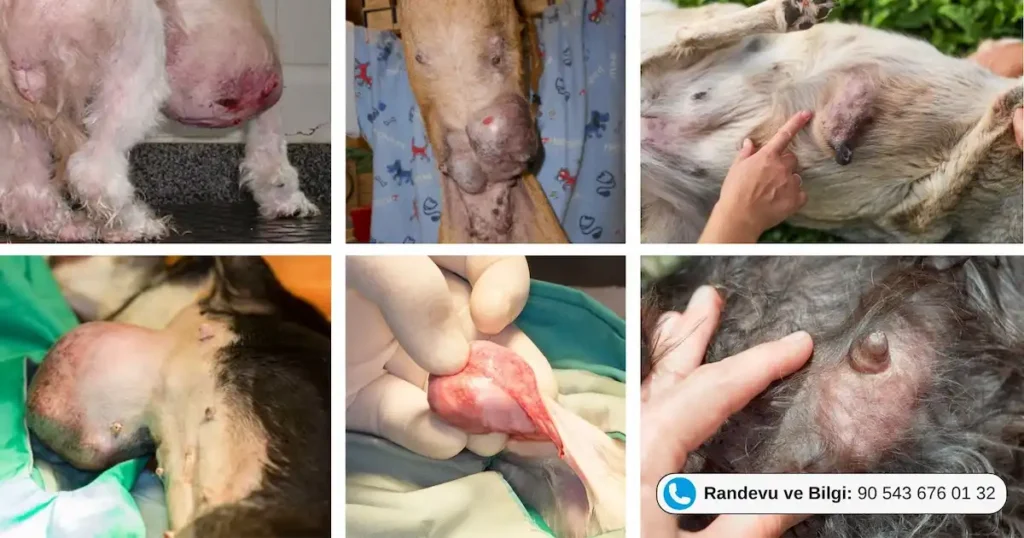 Köpek Meme Tümörü Çeşitlerine Ait Görseller