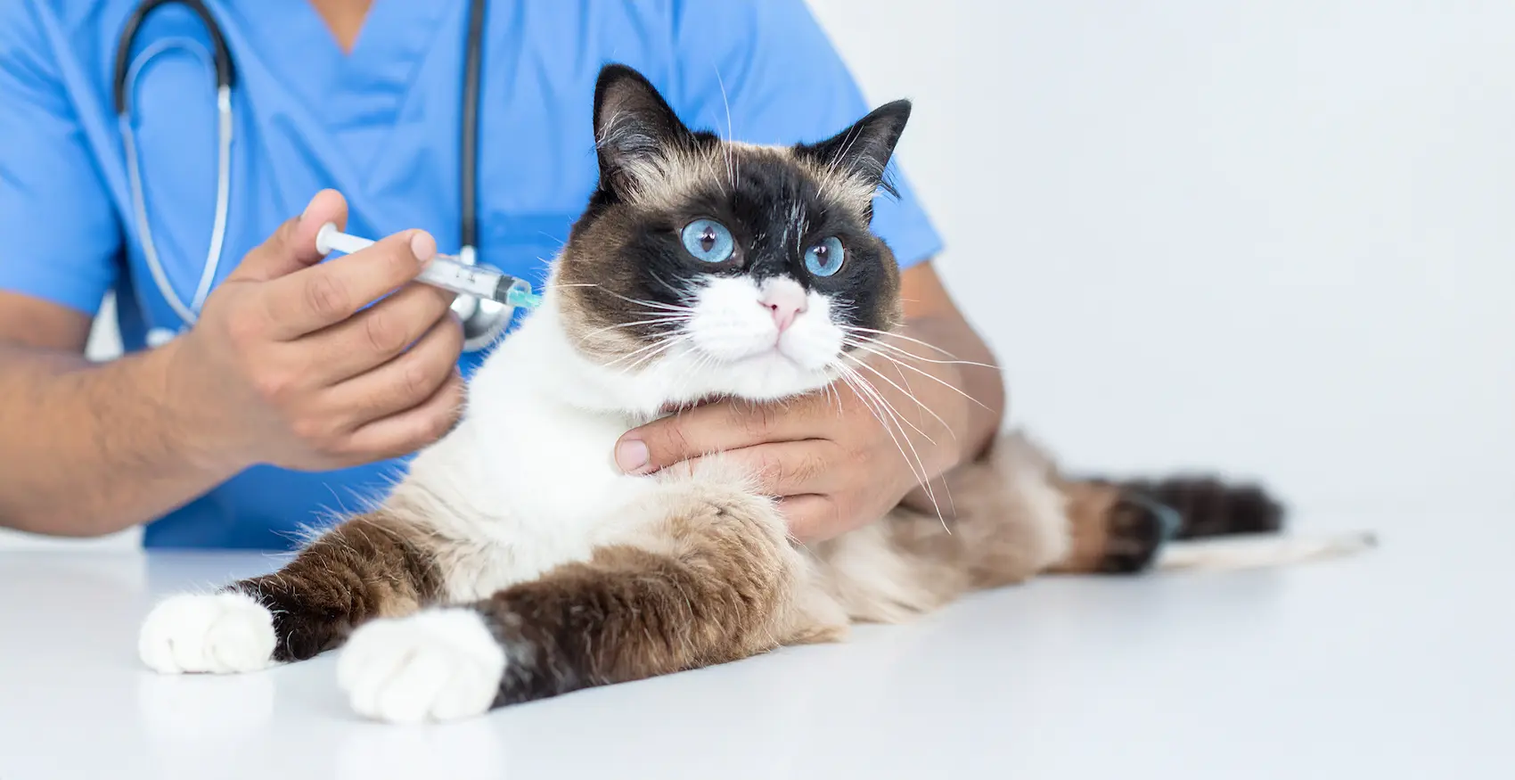 Aşı olan kedi